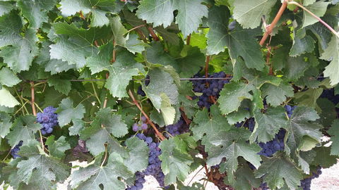 Windfall Estate Vineyard Cottage - Dentist Find 29