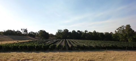 Windfall Estate Vineyard Cottage - Dentist Find 28