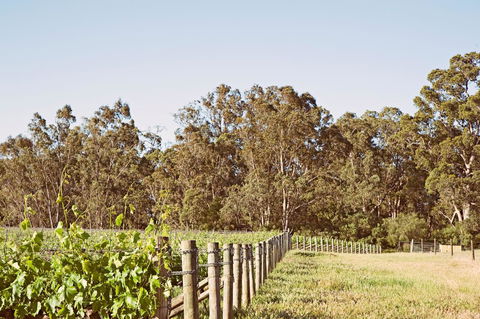Windfall Estate Vineyard Cottage - Dentist Find 23