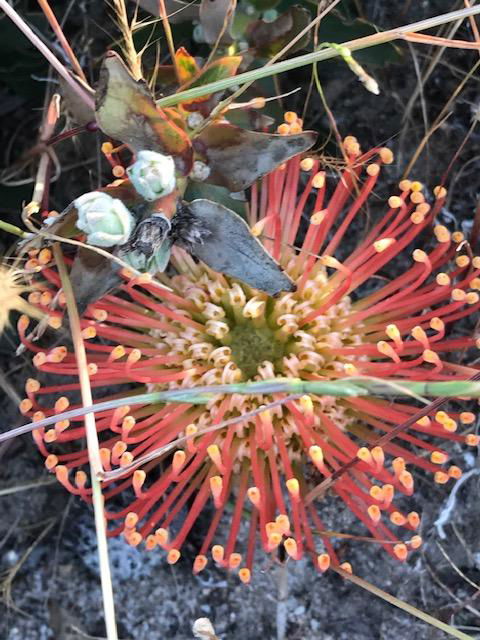 The Mains Guest House - Dentist Find 18