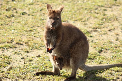 Tamar Solar Home - Dentist Find 4