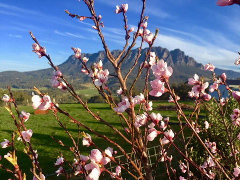 Manna Hill Farm - Dentist Search 3