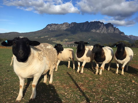 Manna Hill Farm - Dentist Search 28