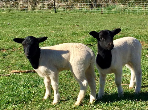 Manna Hill Farm - Dentist Search 2