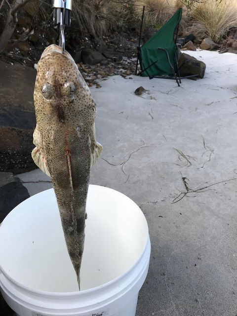 Summertime Cottage - Dentist Find 6