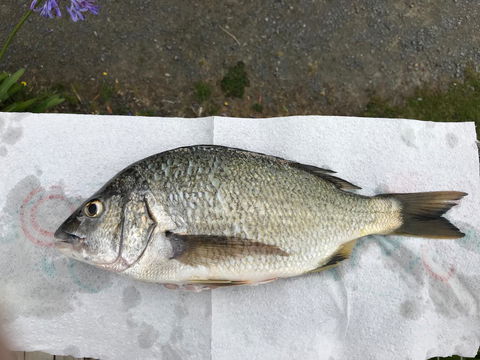 Summertime Cottage - Dentist Find 5