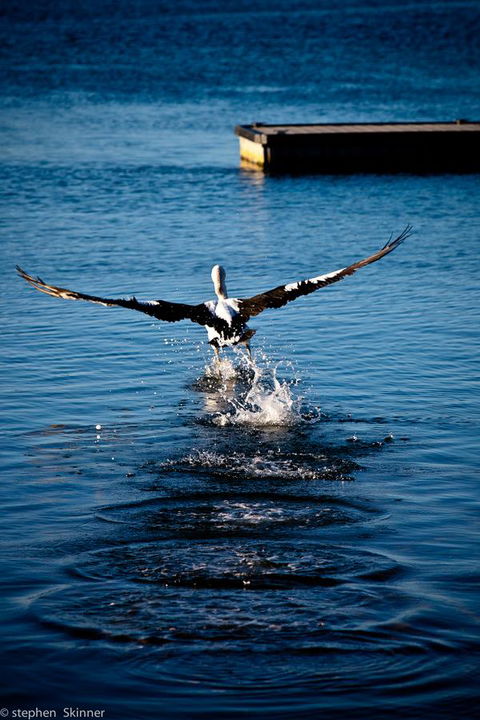 The Waterfront Wynyard - Dentists Australia 17