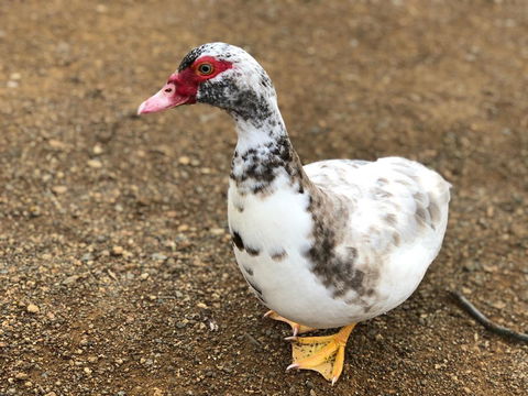 A Cottage In Richmond - Dentists Australia 19