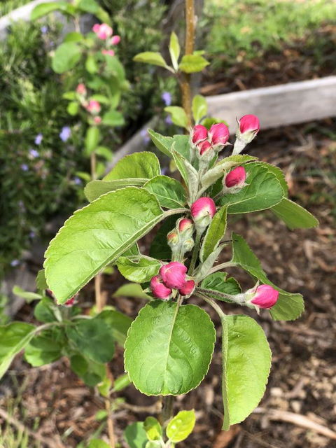 A Cottage In Richmond - Dentists Australia 18