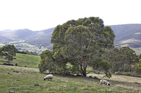 House On The Hill Bed And Breakfast - Dentists Australia 15