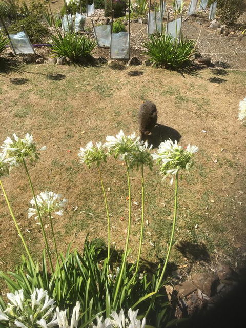 House On The Hill Bed And Breakfast - Dentists Australia 10