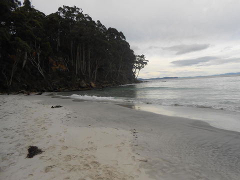 Bruny Ocean Cottage - Dentist Find 17