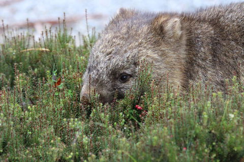 Cradle Mountain Wilderness Village - Dentist Search 32