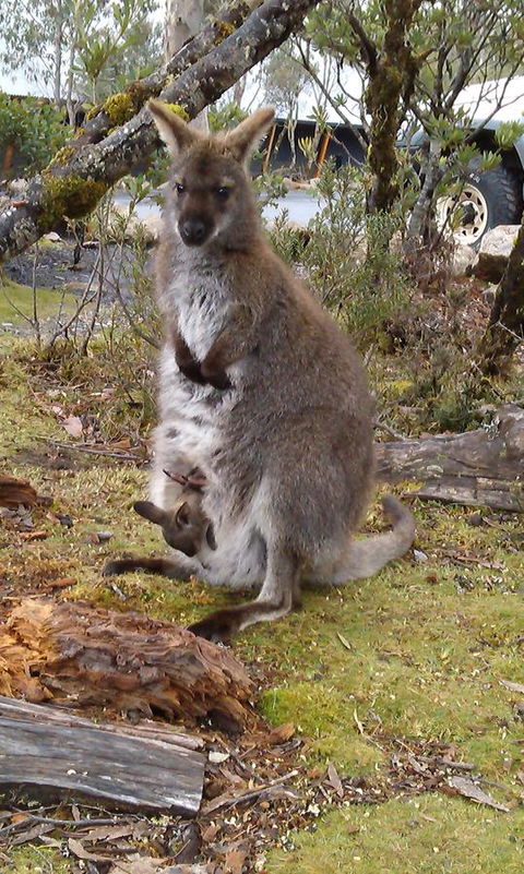 Cradle Mountain Wilderness Village - Dentist Search 33