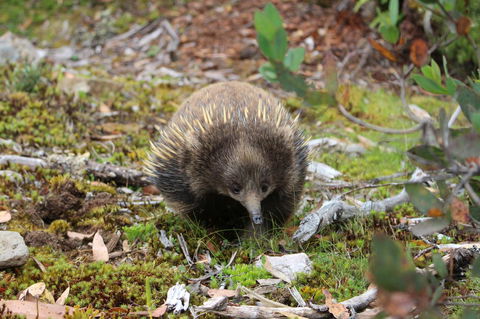 Cradle Mountain Wilderness Village - Dentist Search 34