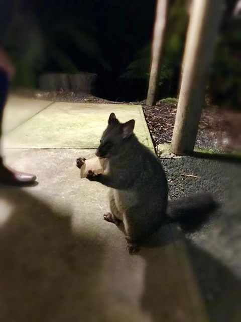 Lemonthyme Wilderness Retreat - Dentist Find 34