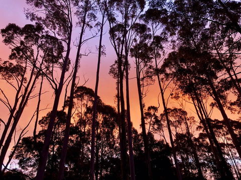 Lemonthyme Wilderness Retreat - Dentist Find 8