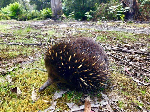 Lemonthyme Wilderness Retreat - Dentist Find 13