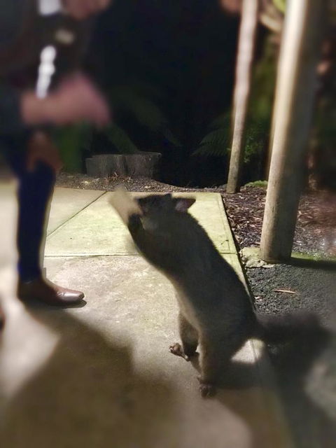 Lemonthyme Wilderness Retreat - Dentist Find 35