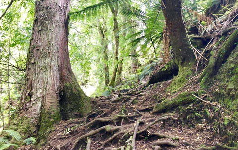 Lemonthyme Wilderness Retreat - Dentist Find 23