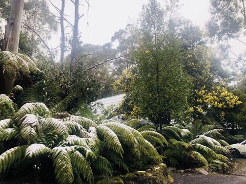 Lemonthyme Wilderness Retreat - Dentist Find 16