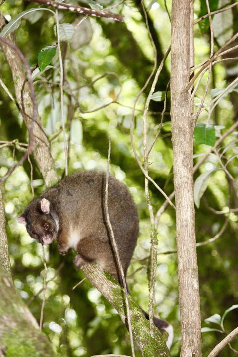 Lemonthyme Wilderness Retreat - Dentist Find 26