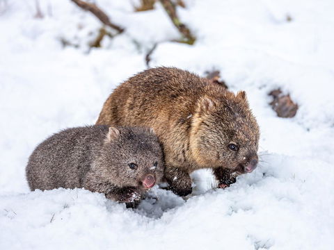 Cradle Mountain Hotel - Dentist Search 2