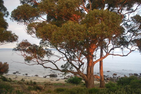 Beachside Taroona - Dentists Australia 18