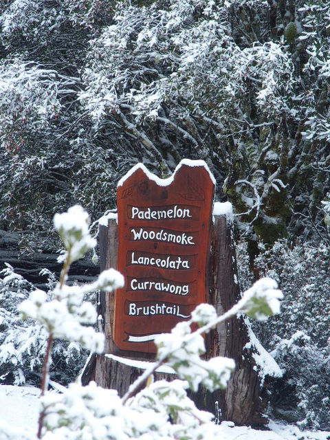 Cradle Mountain Highlanders - Dentist Search 7