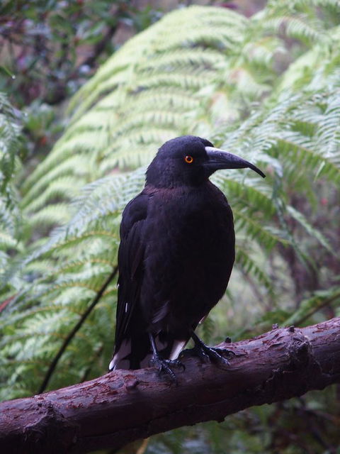 Cradle Mountain Highlanders - Dentist Search 8