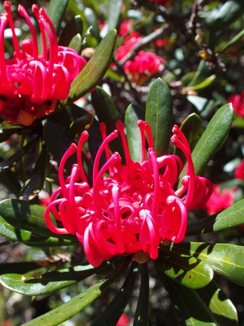 Cradle Mountain Highlanders - Dentist Search 1