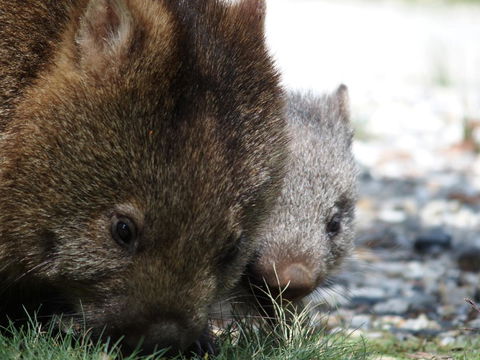 Cradle Mountain Highlanders - Dentist Search 9