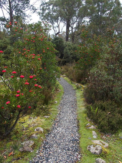 Cradle Mountain Highlanders - Dentist Search 6