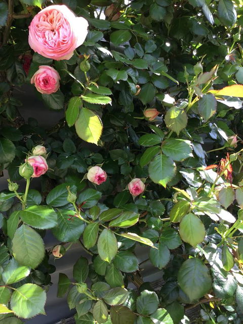 Nextdoor@portarthur - Dentist Find 20