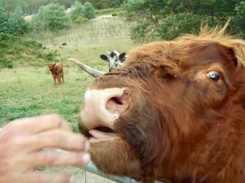 Eden Orchard & Farmstay - Dentist Find 25