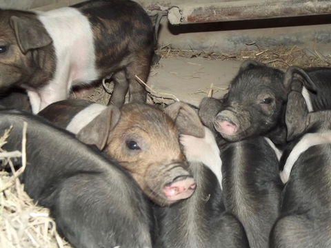 Eden Orchard & Farmstay - Dentist Find 36