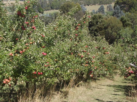 Eden Orchard & Farmstay - Dentist Find 26