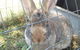 Eden Orchard & Farmstay - thumb 29