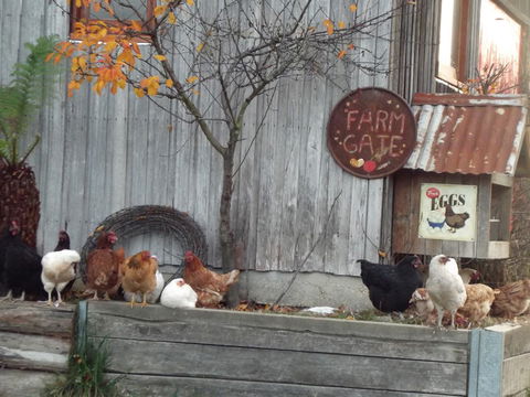 Eden Orchard & Farmstay - Dentist Find 32
