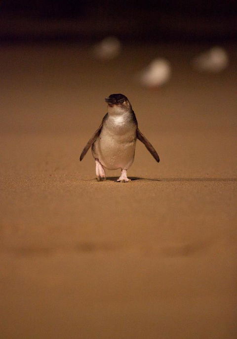 BIG4 Phillip Island Caravan Park - Dentist Find 9