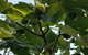 Healesville House - Fig Tree House - thumb 19