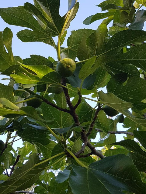Healesville House - Fig Tree House - Dentist Find 19