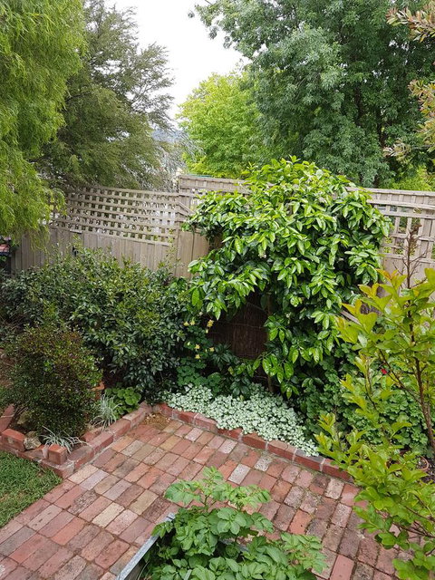 Healesville House - Fig Tree House - Dentist Find 21