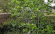 Healesville House - Fig Tree House - thumb 20