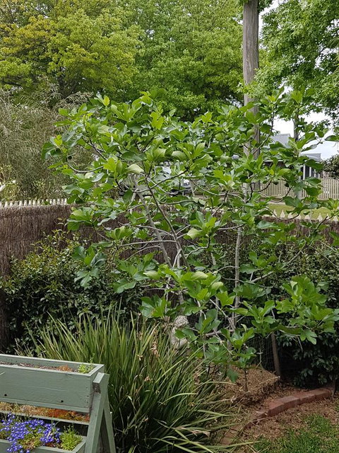 Healesville House - Fig Tree House - Dentist Find 20
