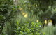 Botanica Editions - thumb 5