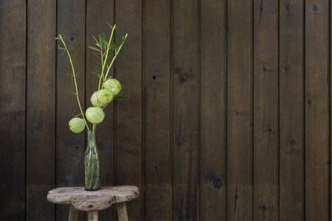 Botanica Editions - Dentist Find 10