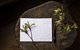 Botanica Editions - thumb 25