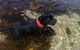Stunning Waterfront Only 10 Minutes To Phillip Island - Pet Friendly - thumb 29