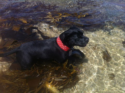 Stunning Waterfront Only 10 Minutes To Phillip Island - Pet Friendly - Dentist Find 29